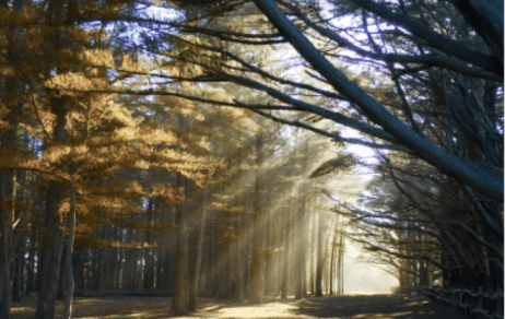 Image of a forest with filtered light through the trees